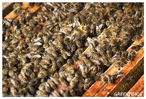 Las abejas de la UE están contaminadas 