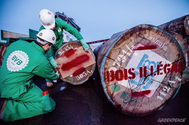 Activists from Greenpeace France uncover a shipment of illegal timber from the Democratic Republic of Congo (DRC) in the French port of Caen. They paint  the message "Bois IllÈgal" on the logs and also seize a log as evidence.   This timber is sold by Sicobois in DRC and is illegally imported by French group Peltier Bois. Greenpeace is calling on the French Ministry of Agriculture to take appropriate legal action and seize the illegal timber.