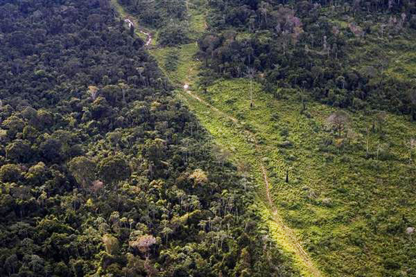 La selva amazónica se sigue viendo amenazada por la explotación ilegal de la madera