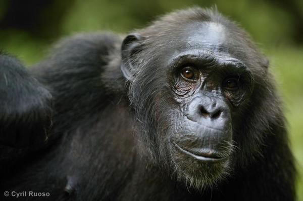 Chimpancé adulto en una reserva en Nigeria