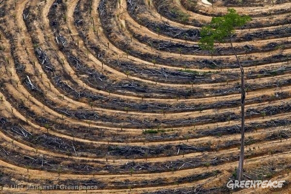 deforestacion en Indonesia