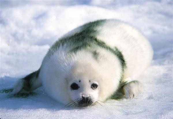 Activistas de Greenpeace pinta a los bebes foca para protegerlos de los cazadores furtivos