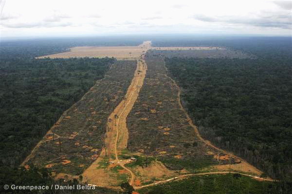 No a la tala ilegal, Amazonía