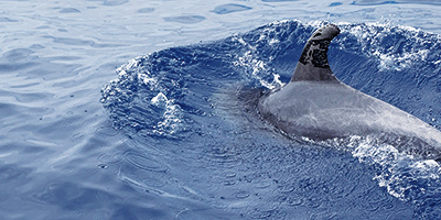 Delfín manchado