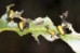 Larvas del gorgojo del eucalipto