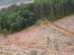 Plantación de eucaliptos en el País Vasco