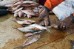 Mercado de pescado en Nouakchot