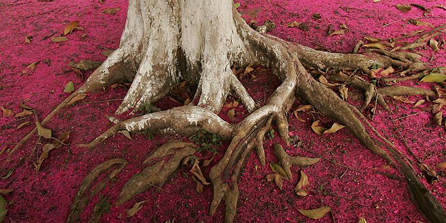 Flores púrpuras del árbol Jambo en Belterra