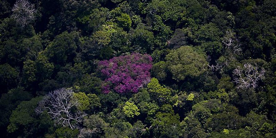 Imagen aérea de Amazonia durante un vuelo en Santarem