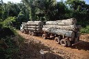 La Comisión Europea apercibe a España por permitir la entrada de madera ilegal