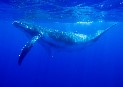 Greenpeace lamenta el no a la creación de un Santuario de Ballenas en el Atlántico Sur