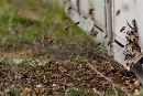 La prohibición de los insecticidas peligrosos para las abejas recibe un apoyo masivo en el Parlamento Europeo