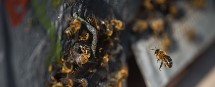 Medio centenar de organizaciones piden a Tejerina que apoye la prohibición de los plaguicidas peligrosos para las abejas