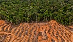 El Parlamento Europeo señala al aceite de palma como una de las principales causas de deforestación del planeta