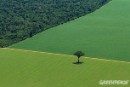 Greenpeace aplaude la decisión de mantener la moratoria de la soja en la Amazonia
