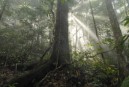 Mil millones de dólares para salvar la Amazonia 