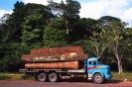 La “Guía de la buena madera” de Greenpeace propone usar madera para combatir el cambio climático