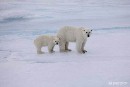 Greenpeace ha recogido más de 2.500.000 firmas para que el entorno del Polo Norte se declare santuario protegido