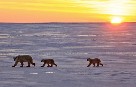 Greenpeace celebra la renuncia de Shell a su programa de perforación petrolífera en el Ártico en 2013