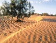Greenpeace propone ahorrar agua y energía para combatir la sequía y el cambio climático 