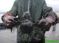 Greenpeace denuncia a la Xunta por el maltrato a 500 aves petroleadas