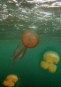 Greenpeace pide que se combatan las causas que originan las plagas de medusas en el Mediterráneo