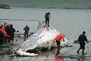 Greenpeace lamenta que Islandia reabra su caza comercial de ballenas