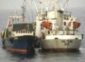 Greenpeace documenta alarmantes niveles de pesca pirata  en Guinea Conakry, uno de los países más pobres de África