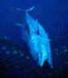 Un paso más para la protección del atún rojo