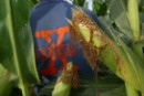 Europa aprueba otro maíz transgénico a pesar de la oposición de los consumidores