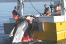 Islandia reduce la caza de ballenas