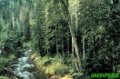 Bosque Primario en el valle Koppi