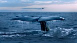 La defensa de los océanos, prioridad de Greenpeace en 2006