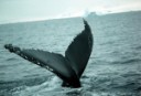 Cola de ballena en la Antártida