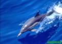 Delfín común en el mar Mediterráneo