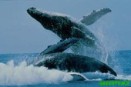 Greenpeace lanza la mayor expedición en barco de su historia para defender los océanos del planeta