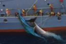 Japón pierde las votaciones clave pero duplicará el número de ballenas que caza en aguas antárticas