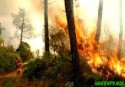 Greenpeace reclama mayor atención al sector forestal