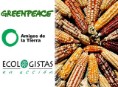 Las organizaciones ecologistas denuncian que el Gobierno permite nuevos maíces transgénicos peligrosos en los campos españoles
