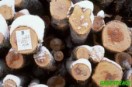 Ong  y más de 70 empresas exigen a la UE prohibir la madera ilegal