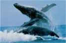 Two humpback whales breaching.