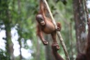 Greenpeace establece un campamento en la selva indonesia para luchar contra el cambio climático