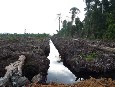 Plantación de aceite de palma recientemente sembrada en un habitat  de turberas y  orang-tuan PT ALM, Ketapang District, West Kalimantan 22 Abril 2009. 