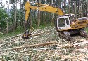 Procesadora realizando labores de descortezado y corta de troncos de eucalipto
