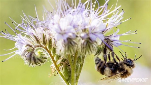 El papel de las abejas es clave en la polinización de muchas especies