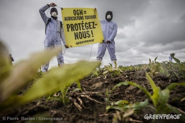 Protesta contra el cultivo de transgénicos en Francia