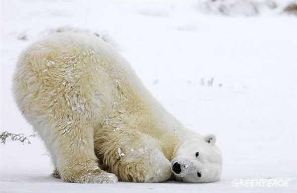 El oso polar es una de las especies más amenazadas por el deshielo Ártico.