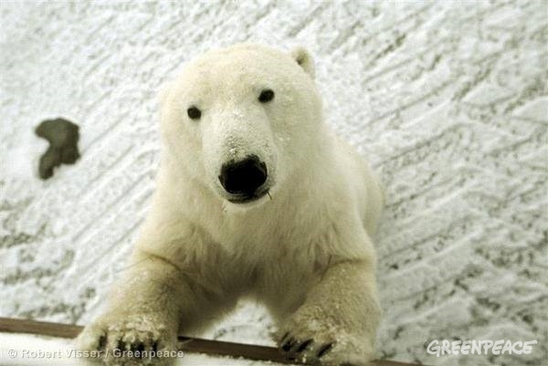 El oso polar es una de las especies más amenazadas por el deshielo Ártico.