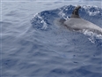 Avistado un delf&#237;n impregnado de petr&#243;leo en Canarias