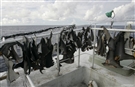 Aletas de tibur&#243;n en el puerto de Vigo